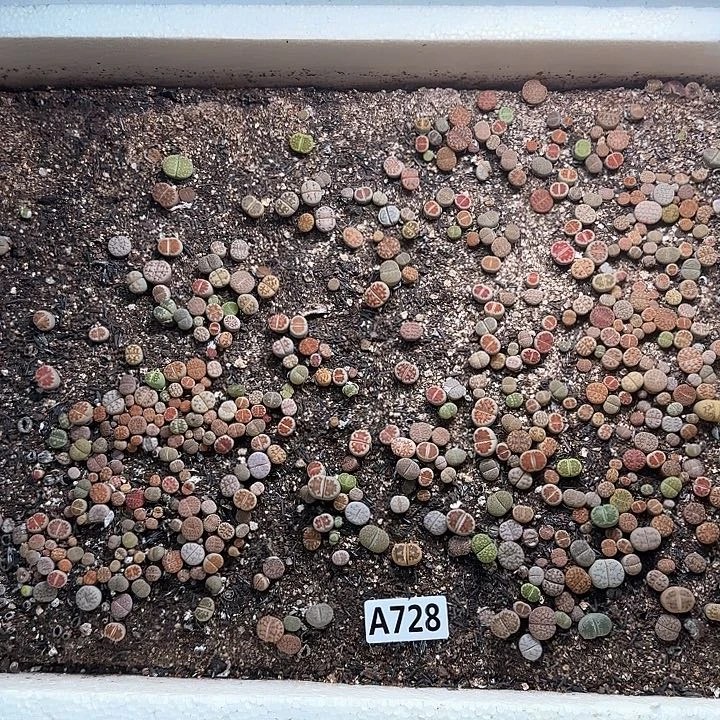 A728 生石花整箱脱土发货