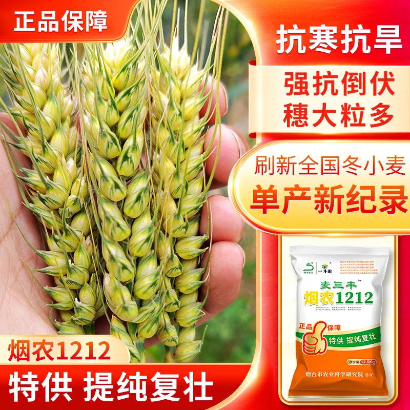 双国审正品烟农1212高产小麦种子厂家矮杆品种推荐大穗抗冻抗旱