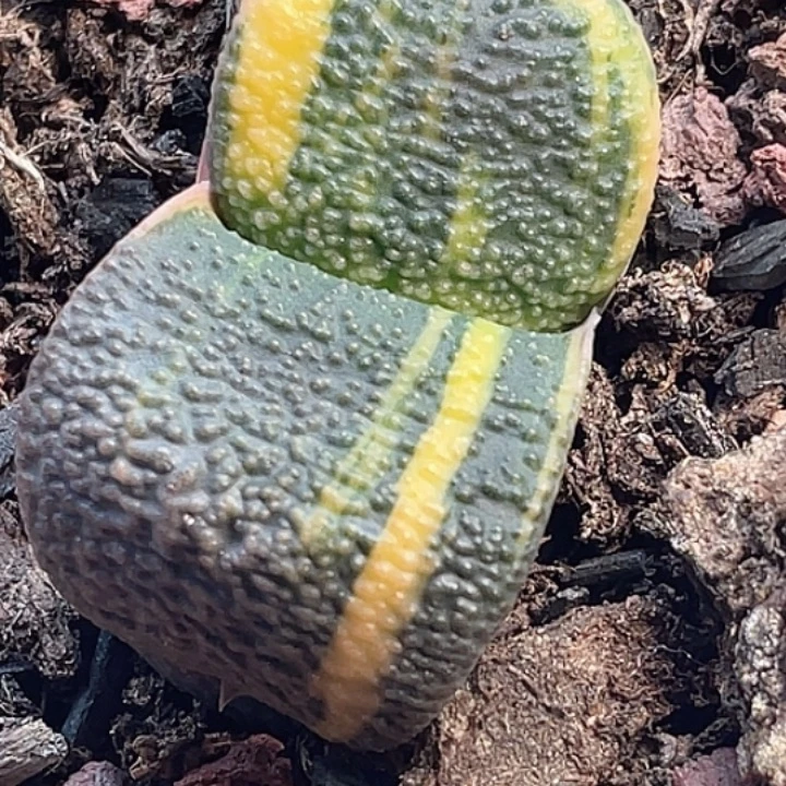 一物一拍竞拍福利拍