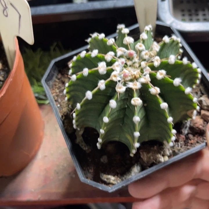 无花朵哈*米6057小干实生肋骨好养