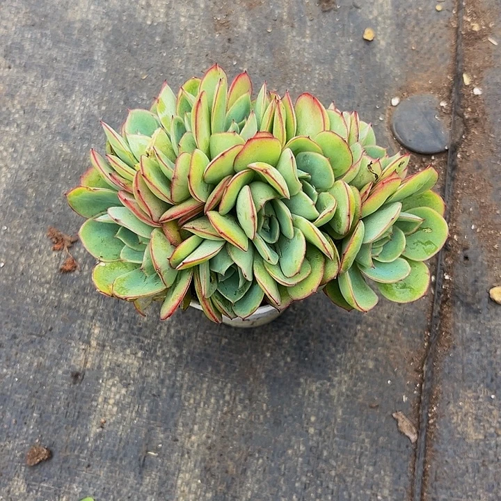 *****牡丹亭朵朵多肉植物