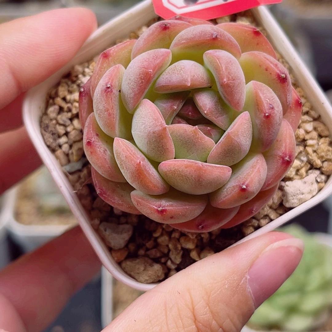 D77 一物一拍 18包邮