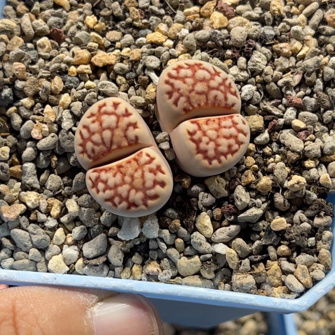 4538双头红网纹1