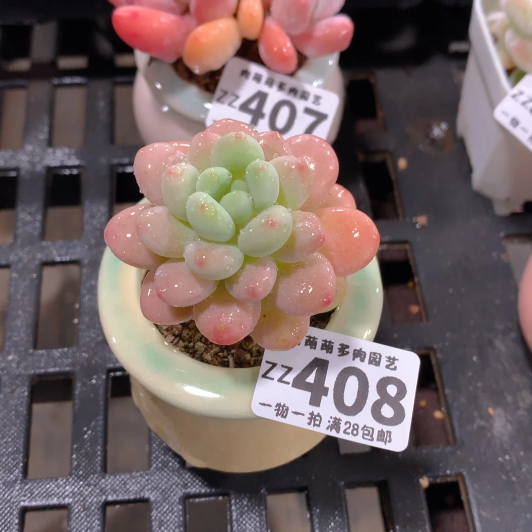 肉萌萌拇指盆精控多肉ZZ408