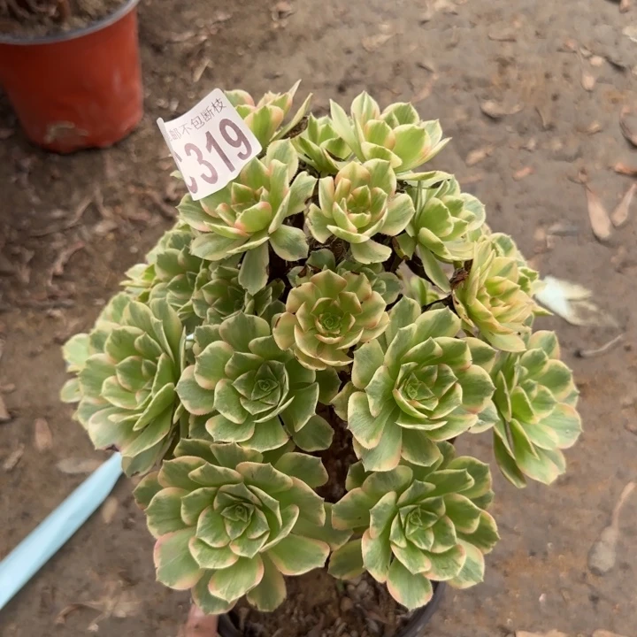 金秋……多肉植物……