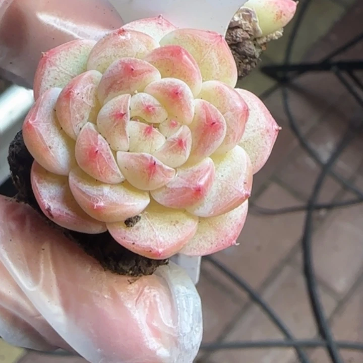 899       甜心原始个体