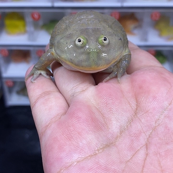 角蛙恭喜发财大吉大利