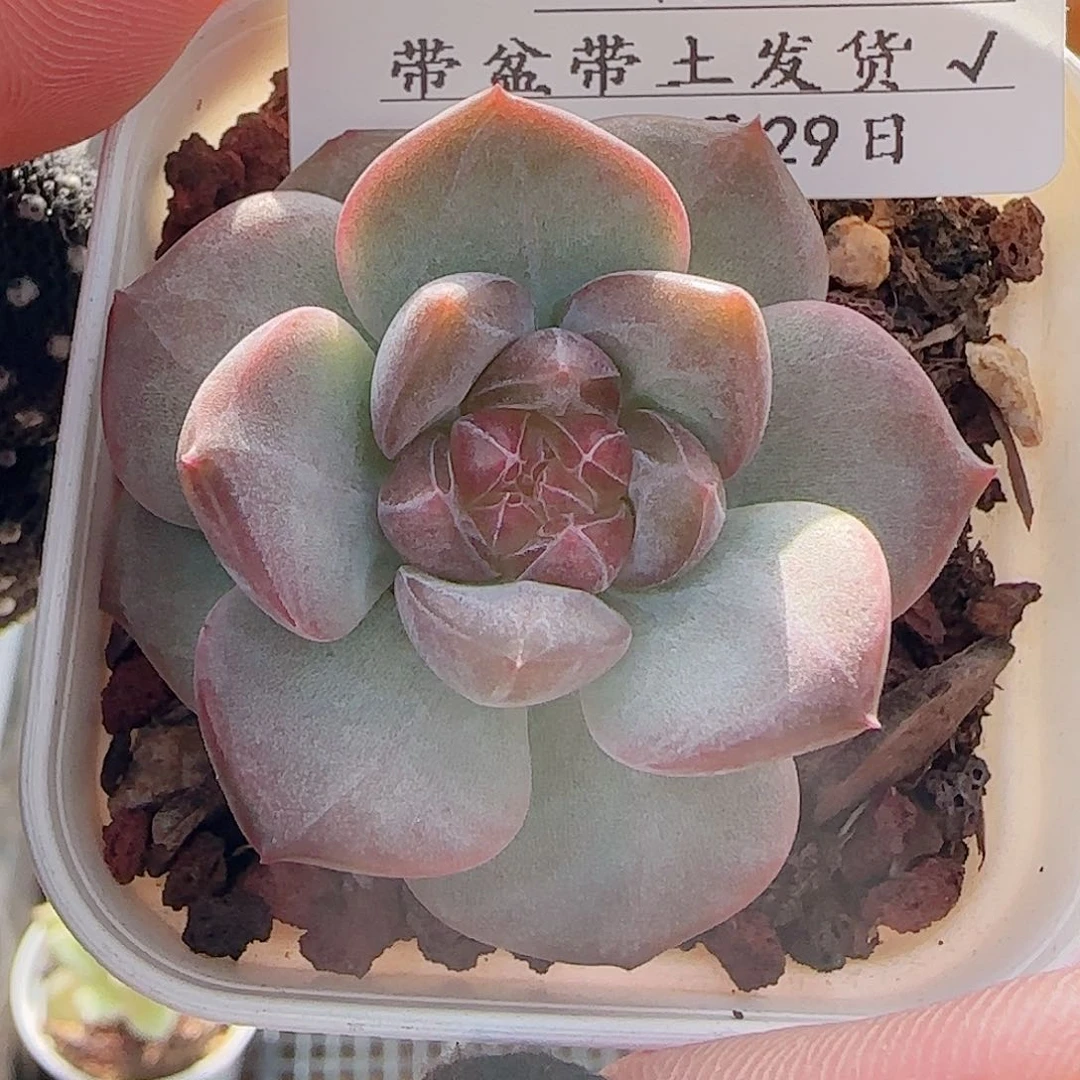多肉0729-143琥珀天使珍妮