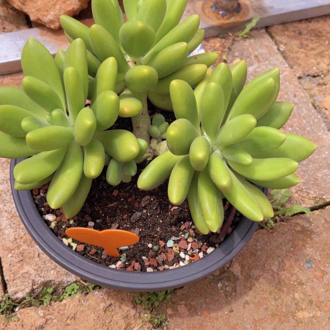 宫*呐多肉植物一物一拍