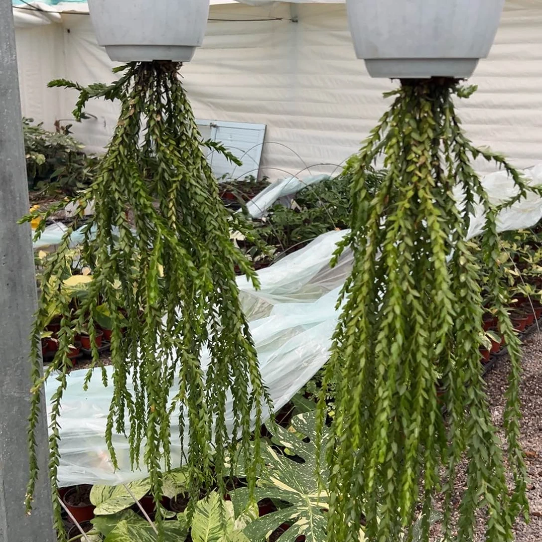 完全开放石松随机发货不售后