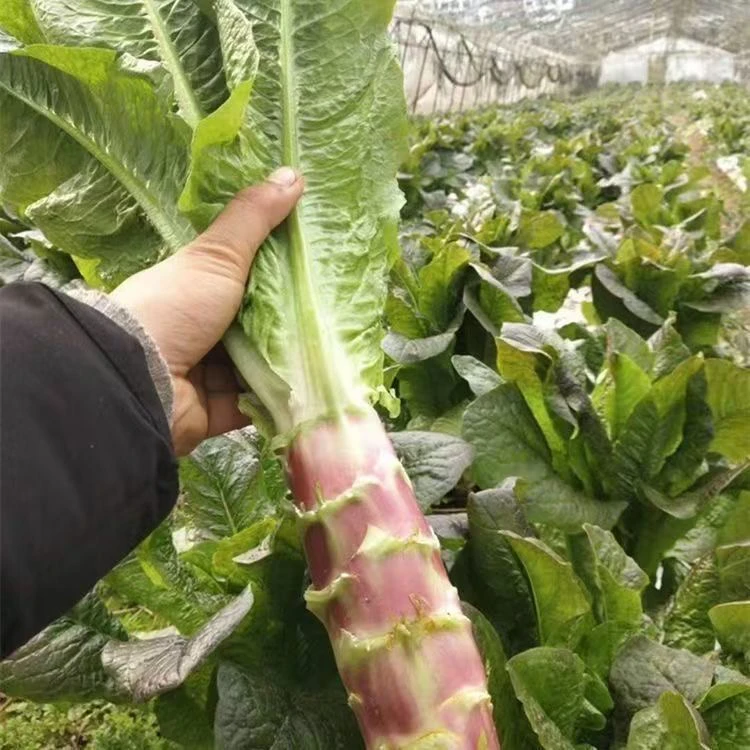 【满8包包邮】皮薄挂丝红莴笋种子红皮莴笋种籽脆香红莴笋四季播种