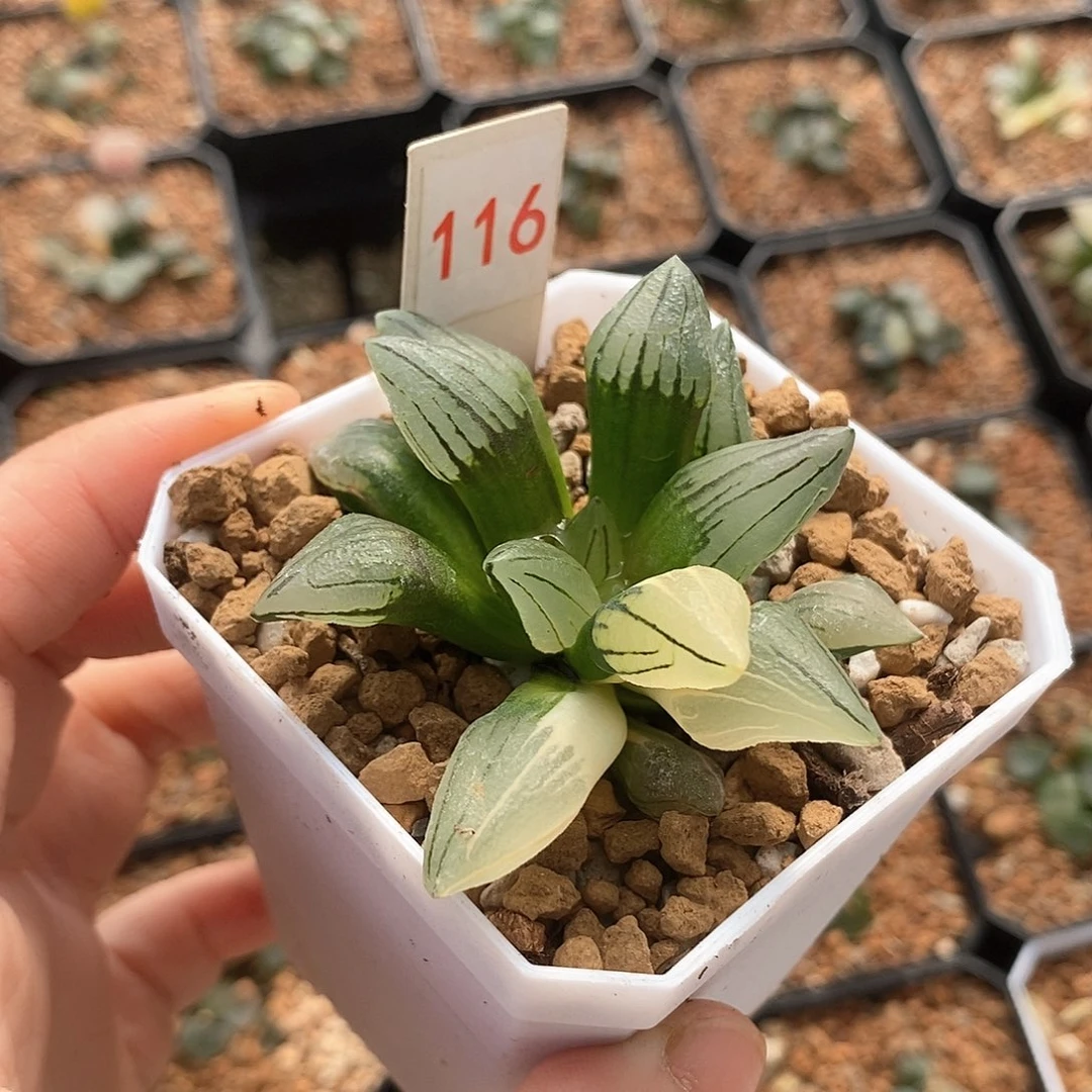 红陶116号西瓜锦一物一拍