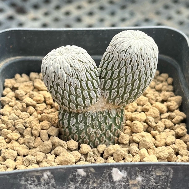 自根双头精巧丸阳台办公室绿植盆栽花卉仙人球多肉