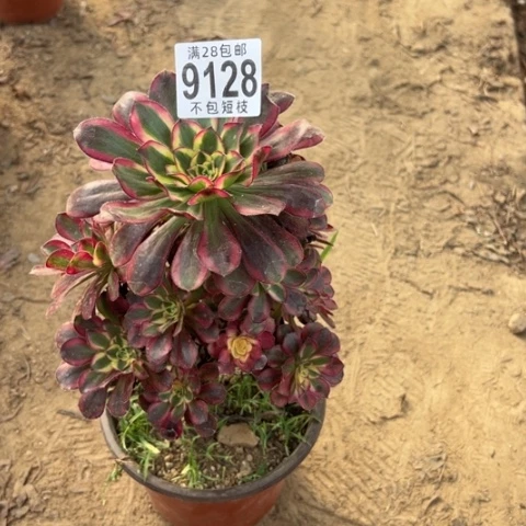 冰淇淋多肉植物法师9128