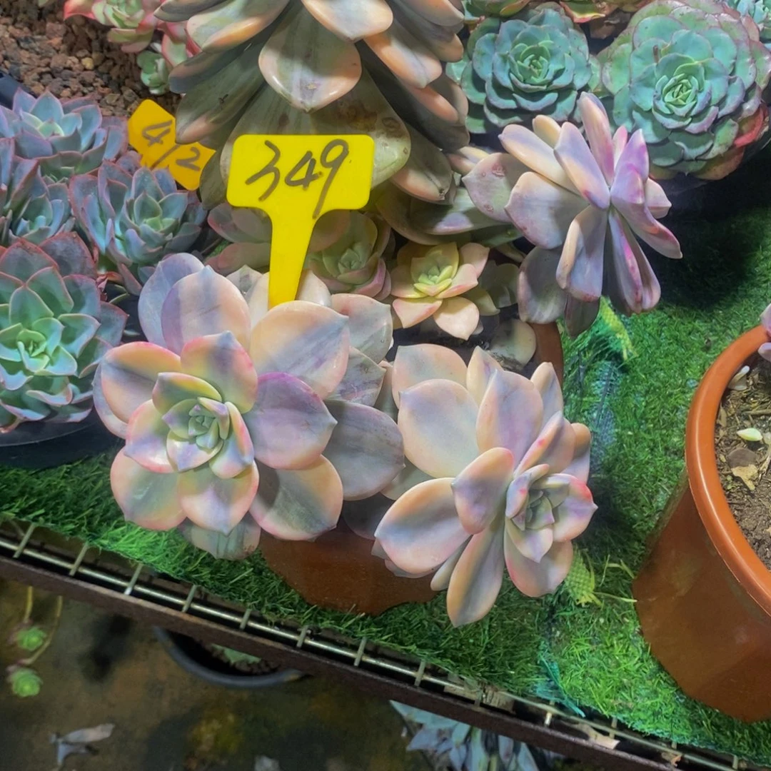 .****紫乐锦349。