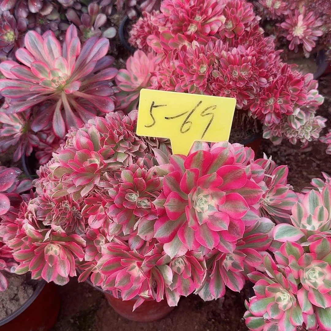 5-69--+多头多肉植物