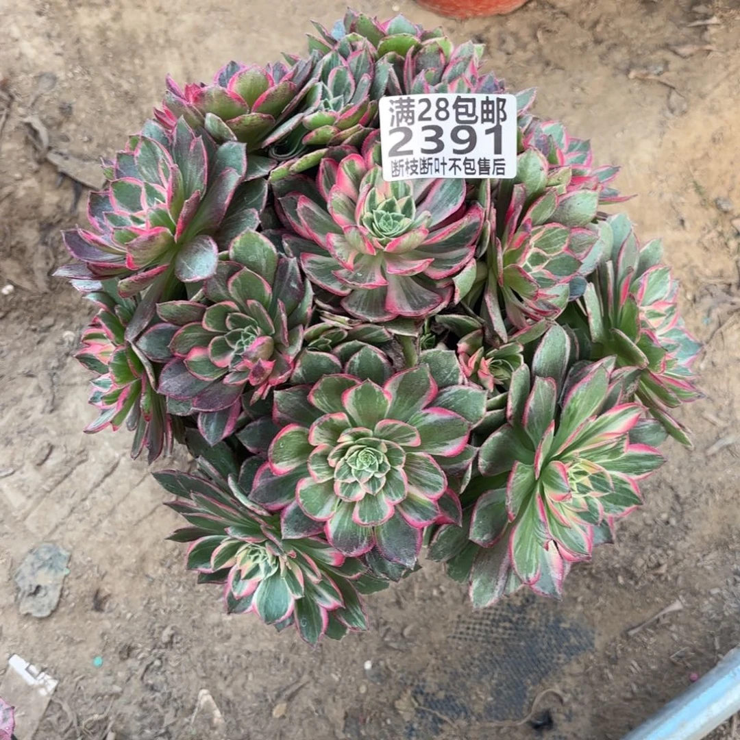 M. 2391万花筒多肉12233