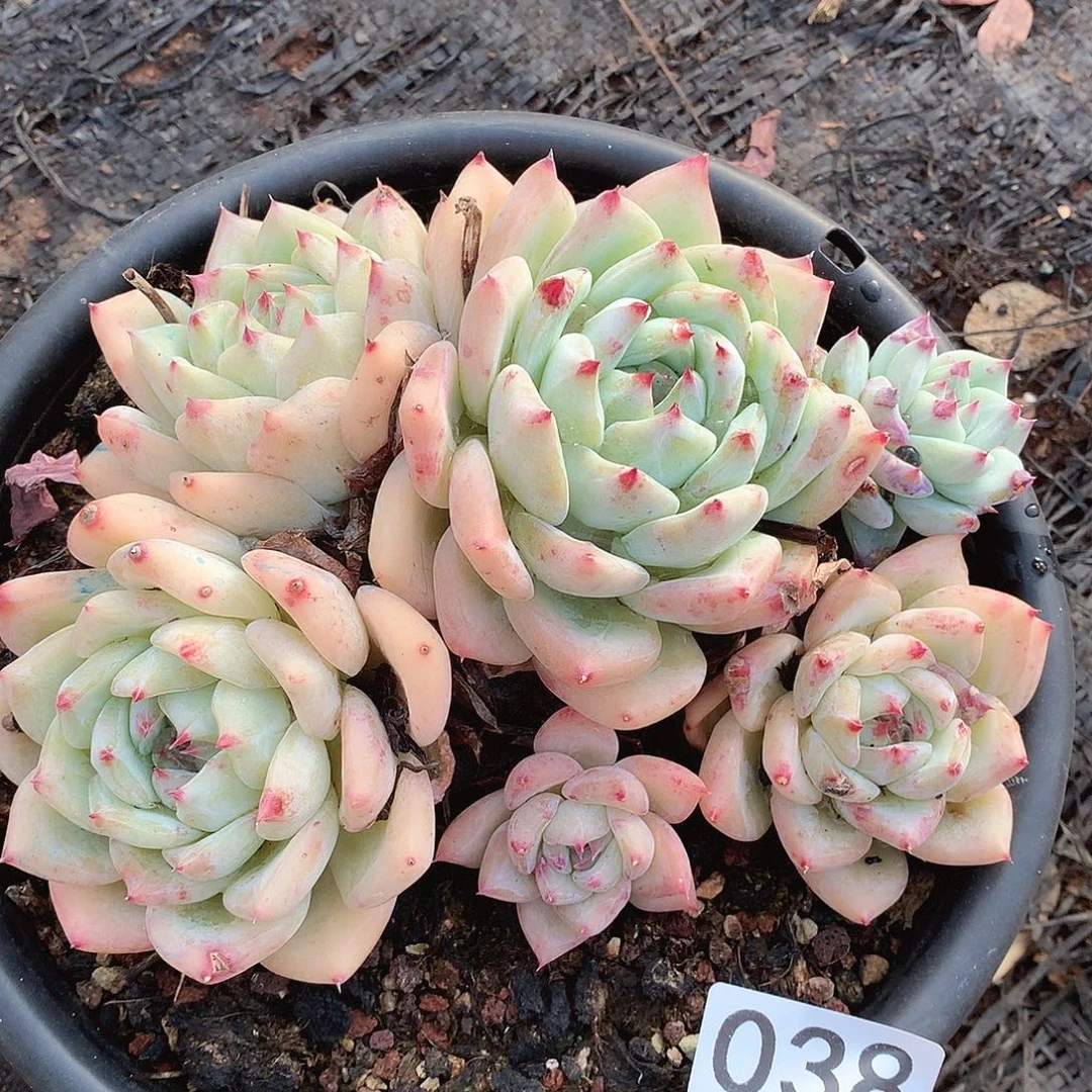 038白拉糖一物一拍多肉