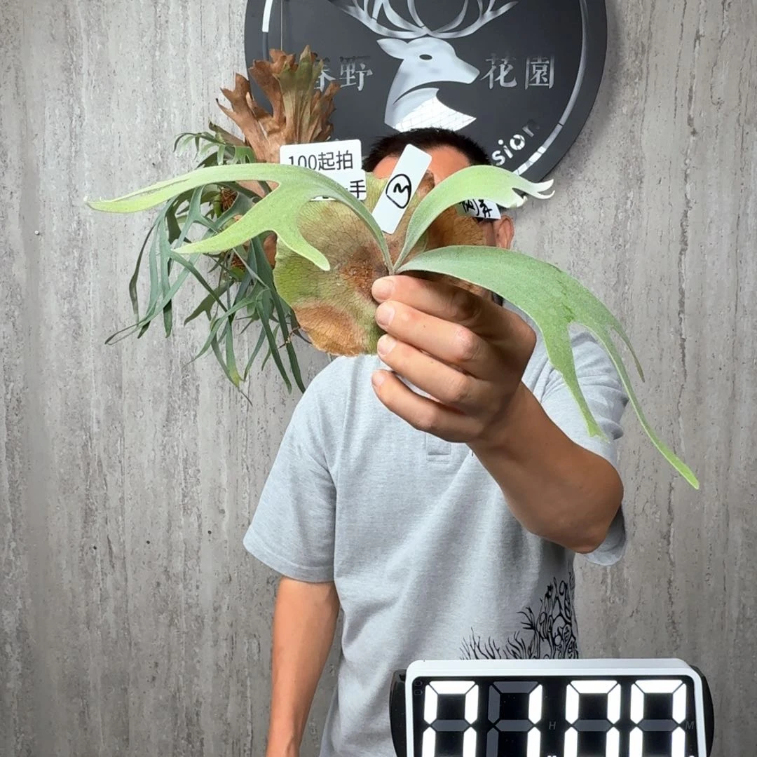 完全开放绿植绿植绿植绿植