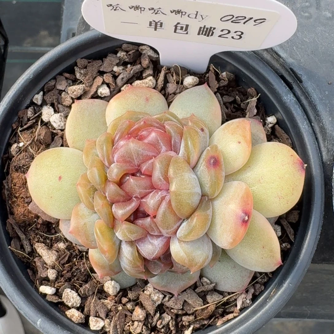 一***咪0219-023-红恋缀化一颗