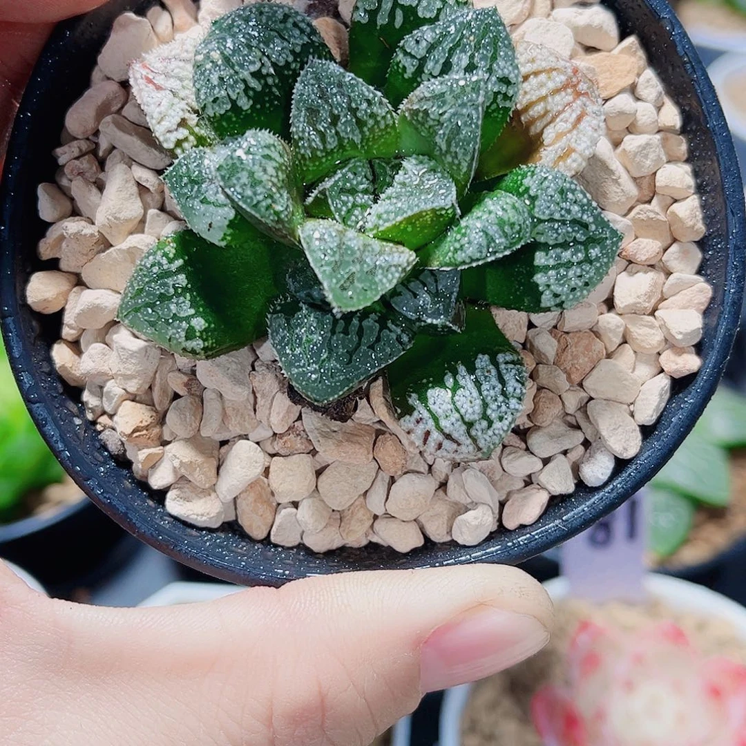 蓝钻新手好养的得