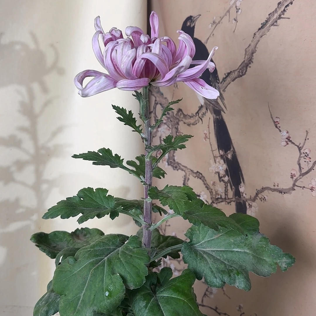 全部花朵J6666666