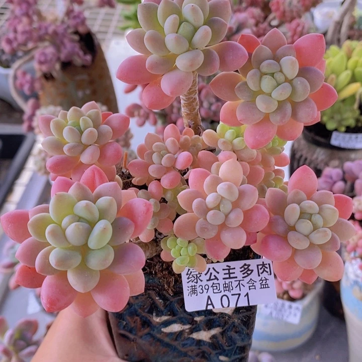 冰淇淋鱼子酱老桩12cm071多肉植物