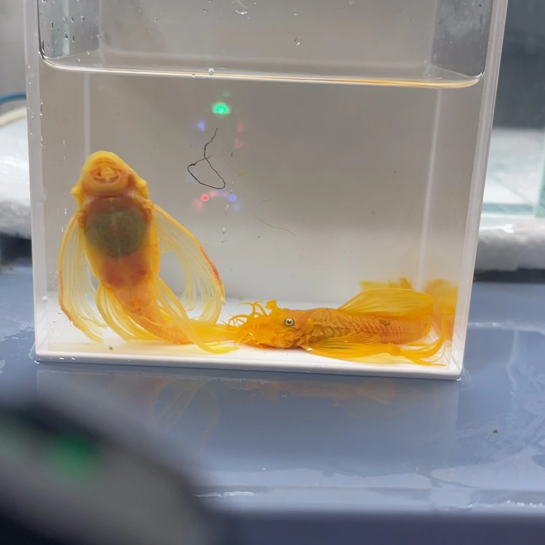 孔雀鱼大帆种鱼满黄一对开箱视频报损