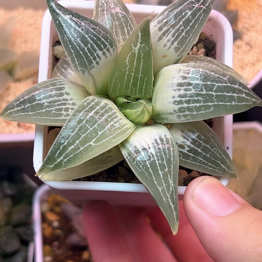 *****糊斑实生特选十二卷多肉