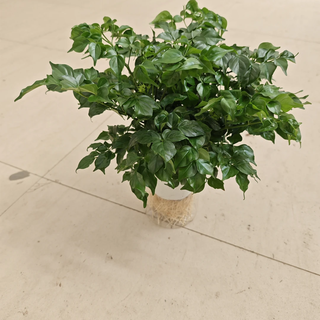 水培幸福树   室内盆栽绿植