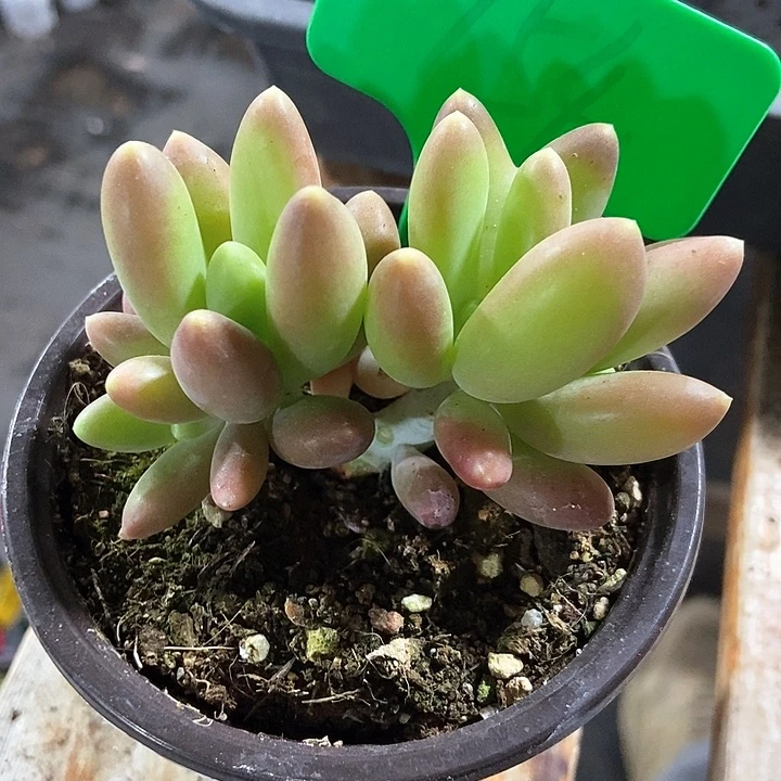 多肉植物金蟾754