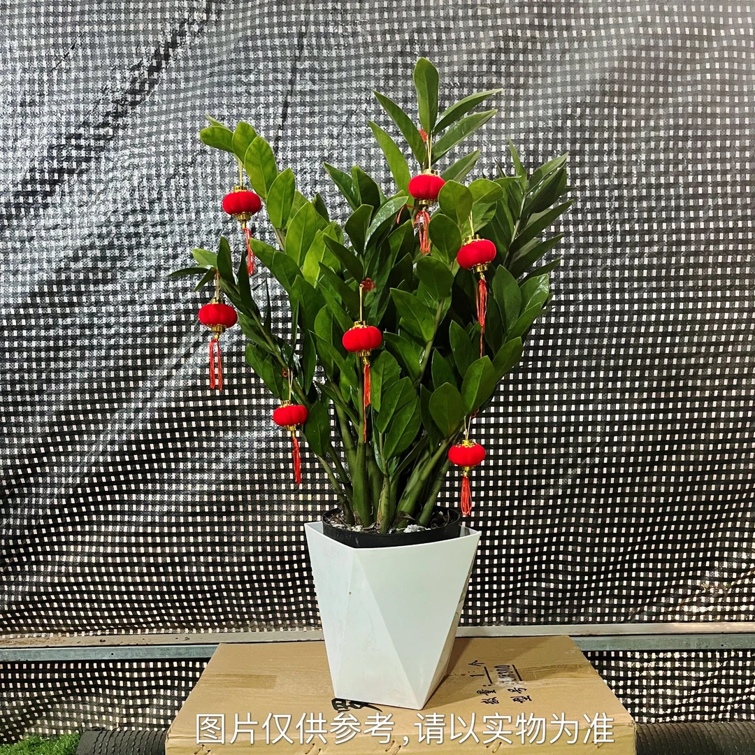 金钱树60-70cm盆栽摇钱树乔迁开业送礼净化空气植物客厅内绿植