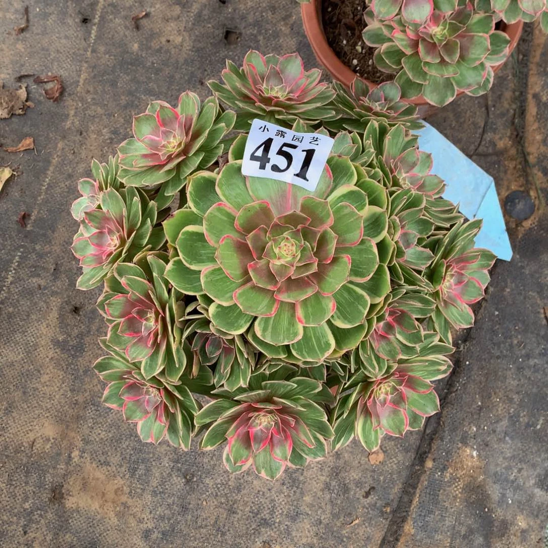 多肉莲花座451.00000