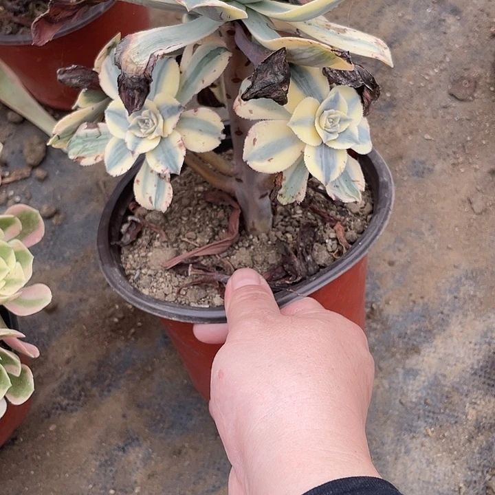 154灿烂多肉植物法师