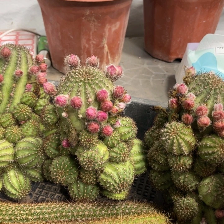 珍妮夫人白檀无根群生带花苞