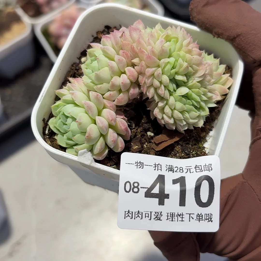 羊脂球缀化无盆土发货无