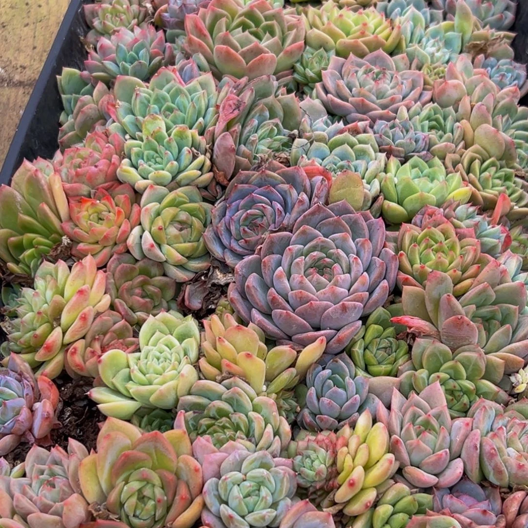 313最新非常沟沟壑壑哈哈哈