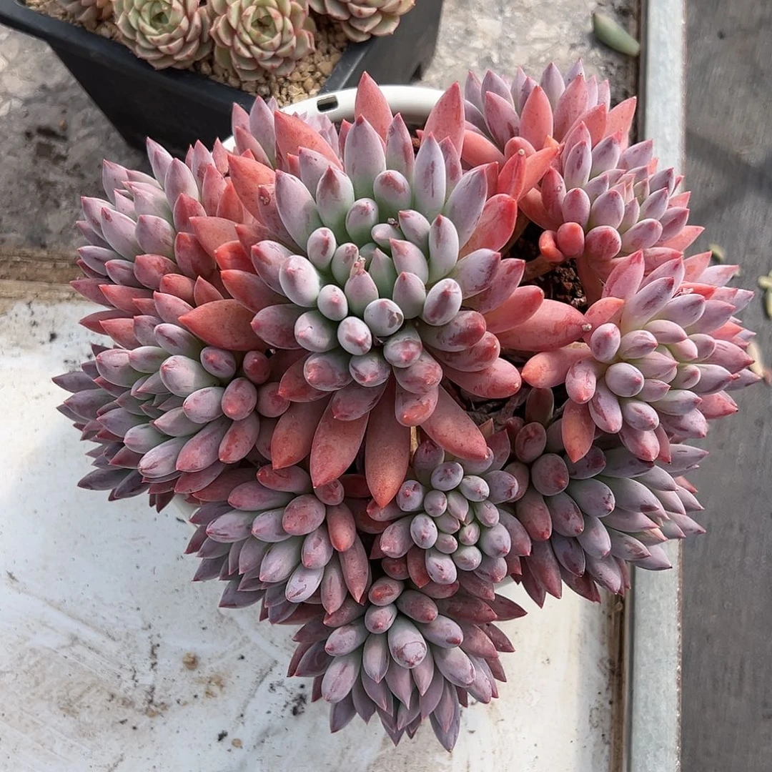 【闪购商品】所罗门大群