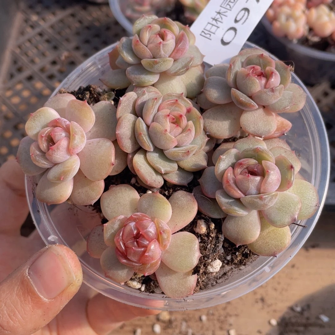 多肉植物多肉植物97