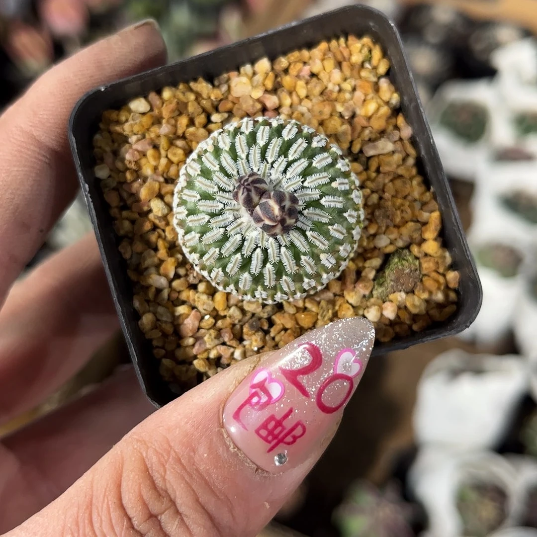 精巧殿实生单头发货有根