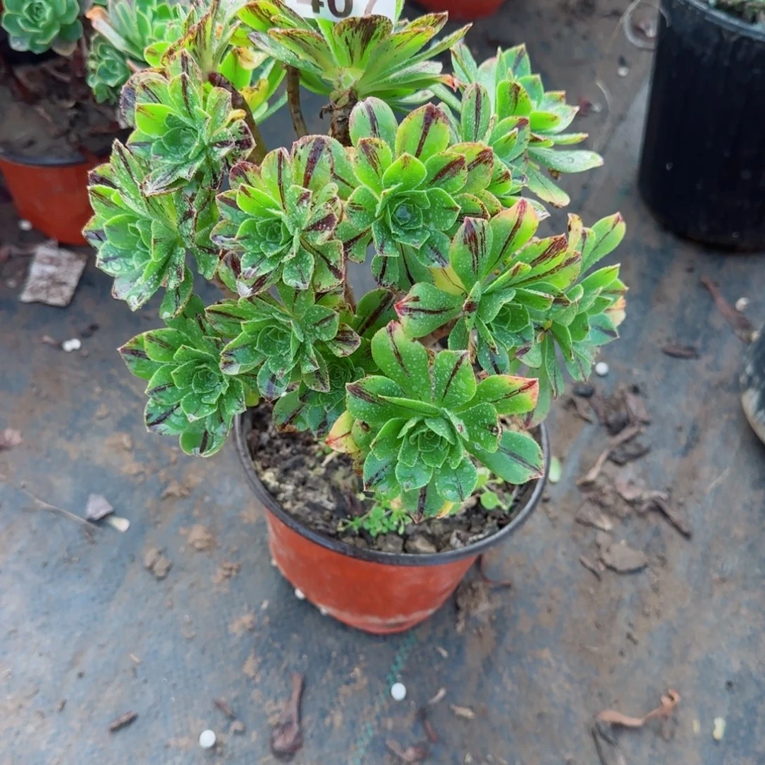 碧火407满20包邮断枝不包