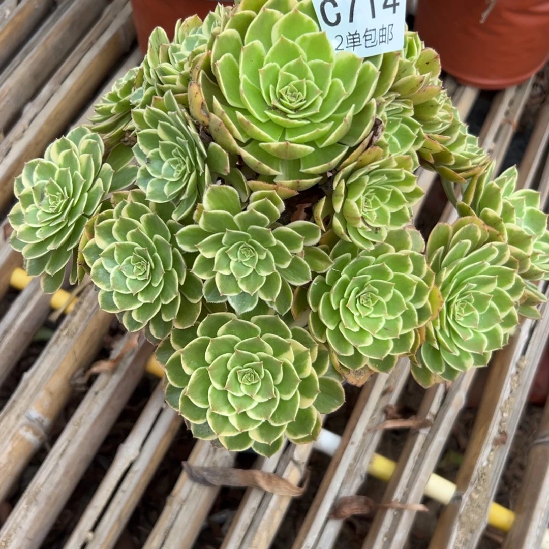 714多肉  粉花妖 不包断头