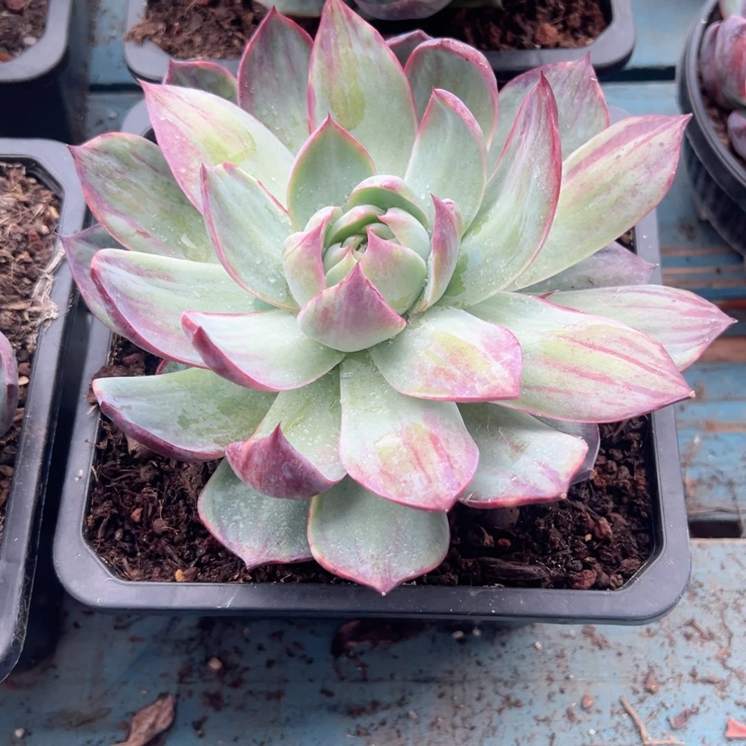 精品多肉植物老桩