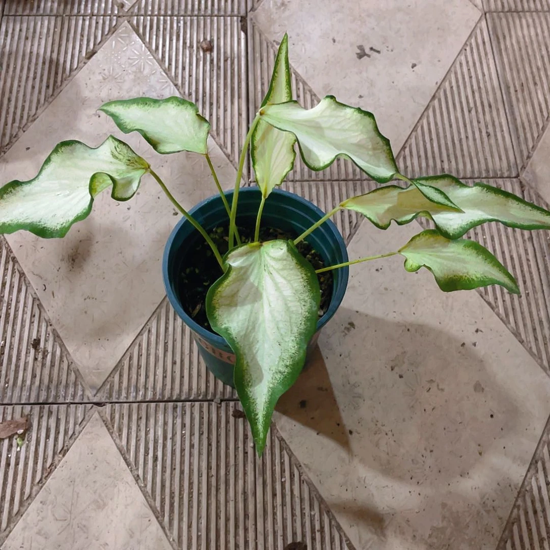 完全开放3303泰彩