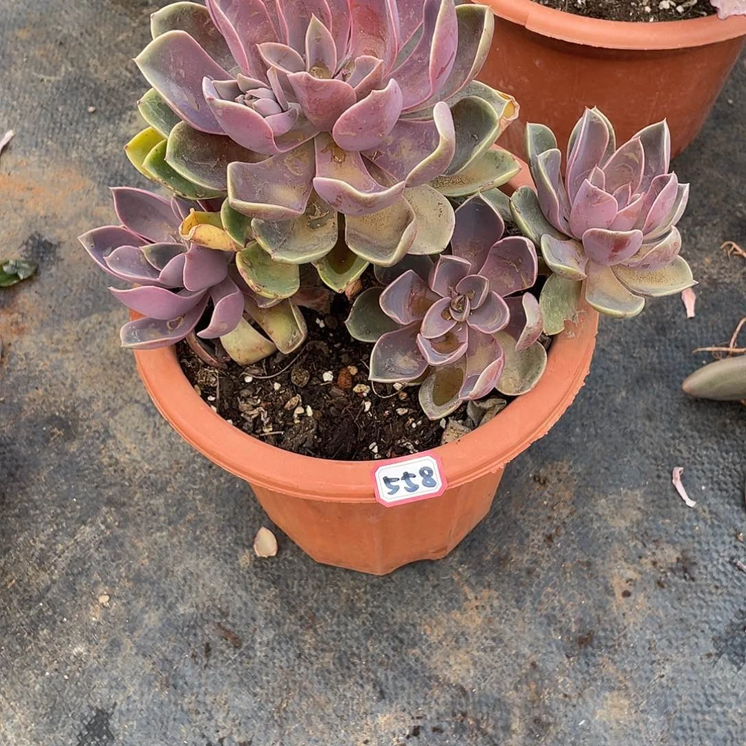 558琼斯 一物一拍多肉 