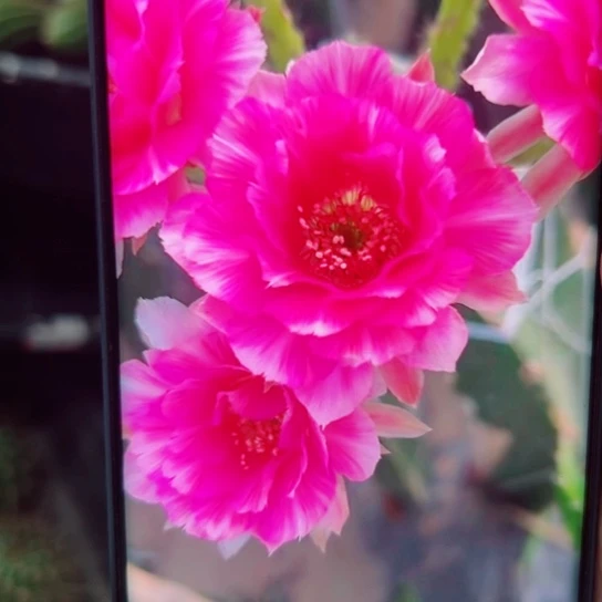 下58丽花美花6歪无根侧芽2一3公分左右