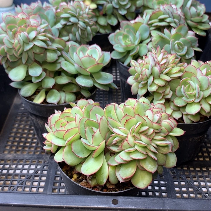 牡丹亭缀化脱土发货