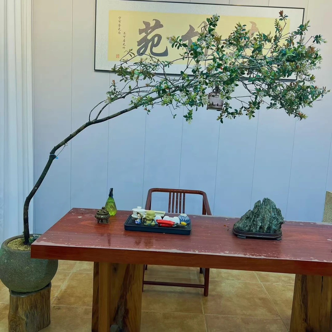 景融 老桩海岛春花盆景 室内茶室办公室会所公司禅意观赏高端盆栽