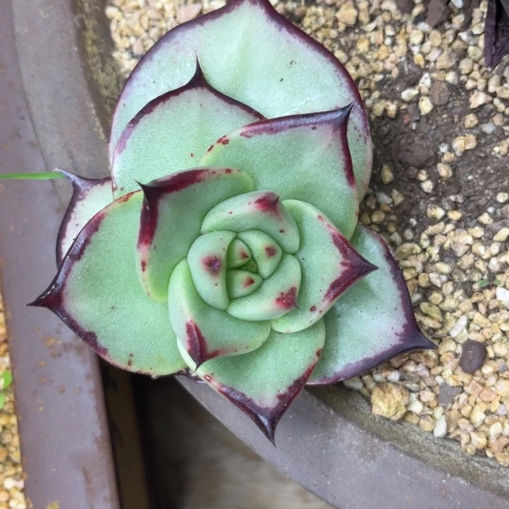 大宽叶111111111111