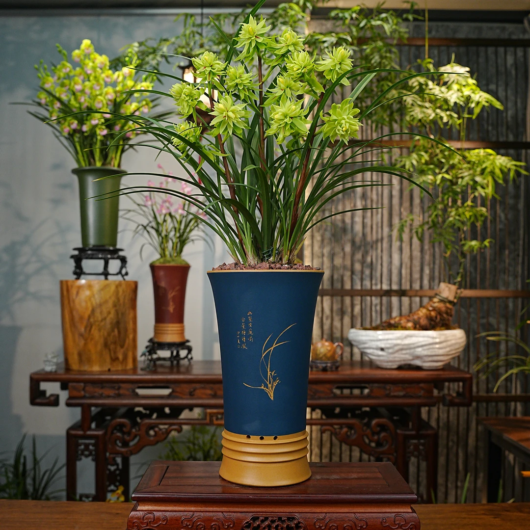 春兰铭品 【天山雪莲】 名贵兰花 宜兴大师黄段泥紫砂盆